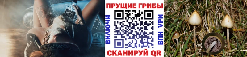 купить закладку  Борзя  Псилоцибиновые грибы Psilocybe 